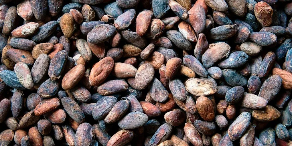 Aztec Cacao Currency: How Beans Worked as Money