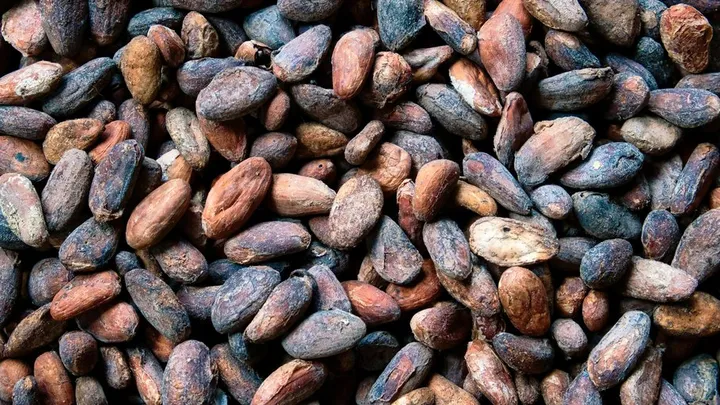 Aztec Cacao Currency: How Beans Worked as Money