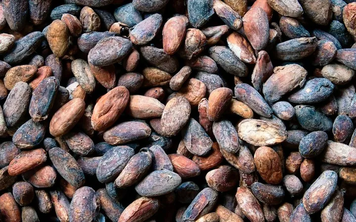 Aztec Cacao Currency: How Beans Worked as Money