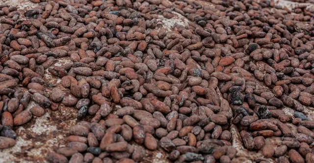 Best Cocoa Bean Roaster for Home Chocolate Making