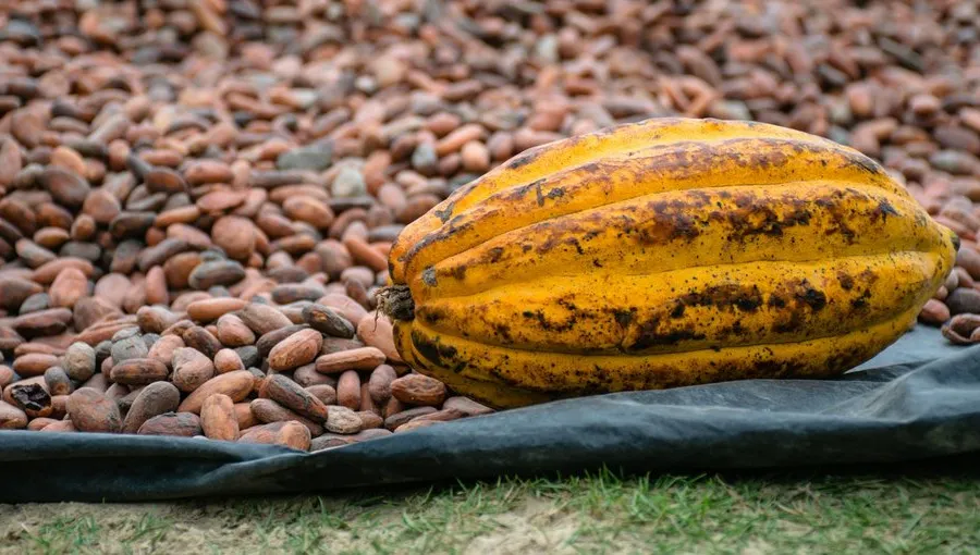 Peru Cacao: The Most Flavor-Diverse Origin on Earth