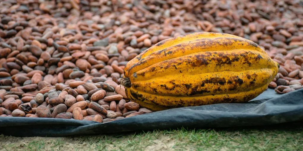 Peru Cacao: The Most Flavor-Diverse Origin on Earth