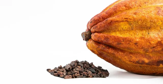Best Winnower for Craft Chocolate (2026)