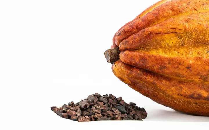 Best Winnower for Craft Chocolate (2026)