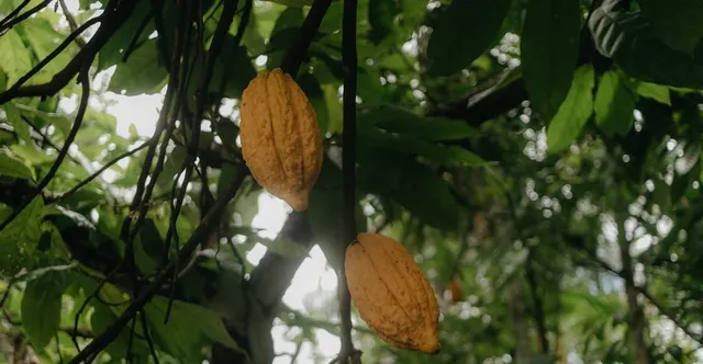 Bolivia's Wild Cacao: The Origin You're Missing