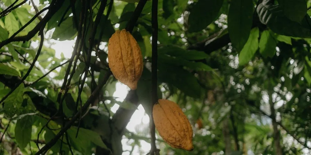 Bolivia's Wild Cacao: The Origin You're Missing