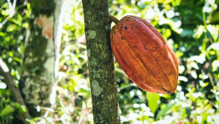 Cacao Farming Explained: From Seedling to Dried Bean