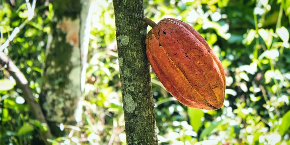 Cacao Farming Explained: From Seedling to Dried Bean
