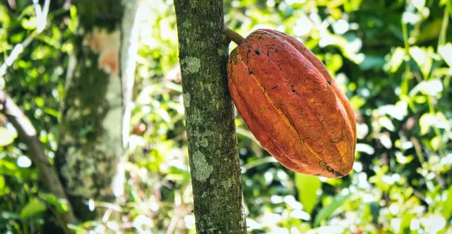 Cacao Farming Explained: From Seedling to Dried Bean