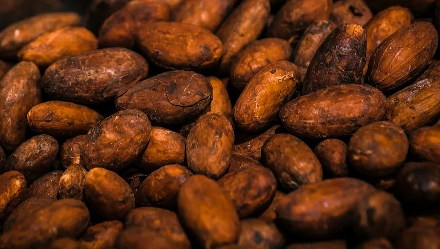 The Science of Cacao Fermentation: Yeast, Bacteria & Flavor Precursors