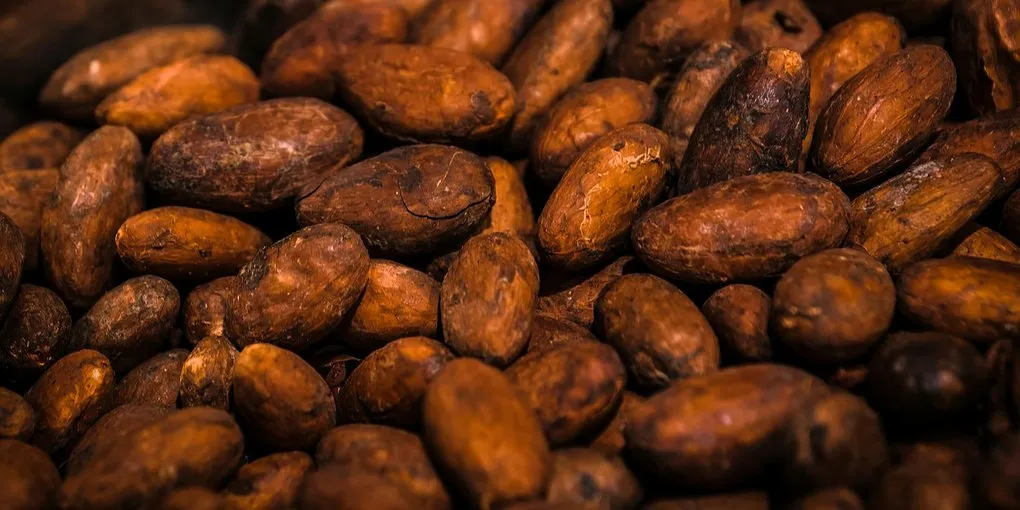 Behmor 2000AB for Chocolate: Complete Roasting Guide