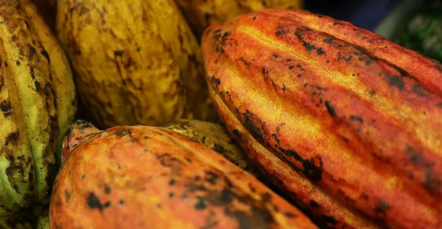 Cacao Genetics Explained: From the Big Three to Motamayor's 10 Clusters