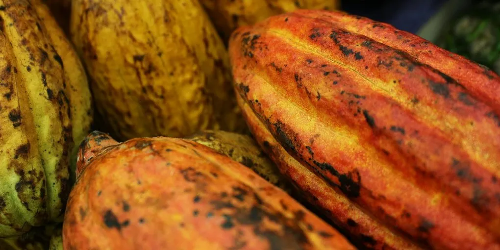 Cacao Genetics Explained: From the Big Three to Motamayor's 10 Clusters