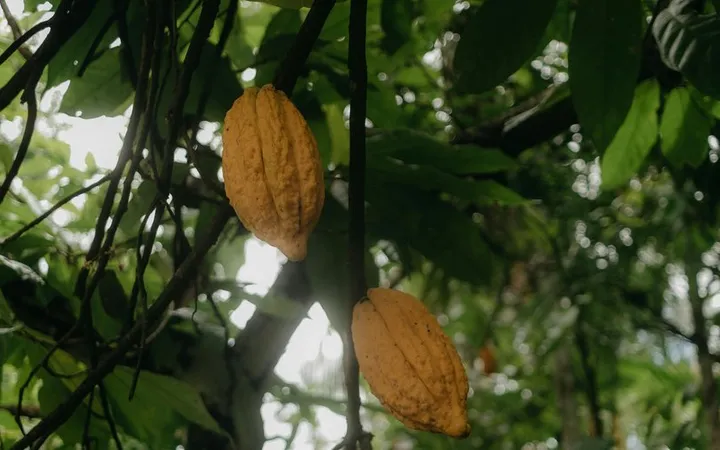 Cacao Pollination by Midges: Why Yields Are So Low