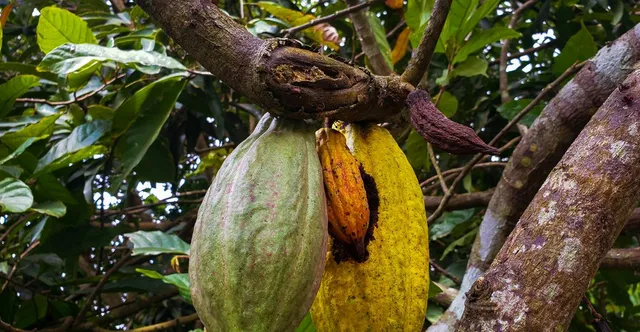 Cacao Swollen Shoot Virus Explained: The Disease Threatening West African Cocoa