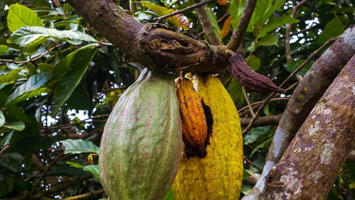 Cacao Swollen Shoot Virus Explained: The Disease Threatening West African Cocoa