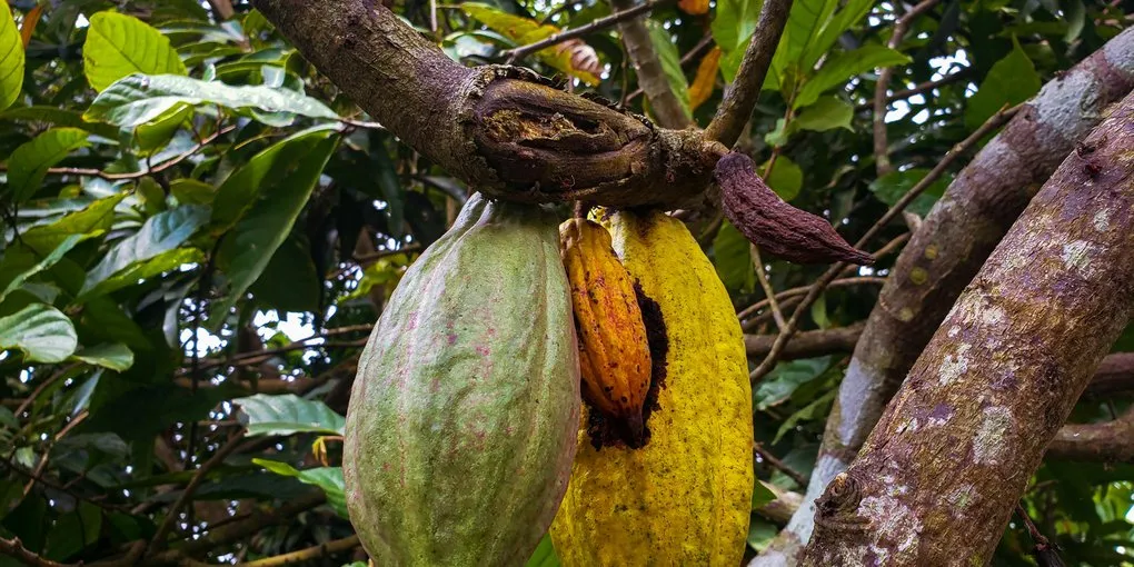 Cacao Swollen Shoot Virus Explained: The Disease Threatening West African Cocoa