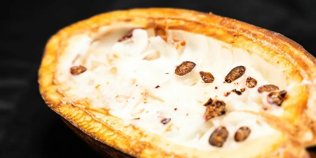 Cacao vs Cocoa: What's the Real Difference?