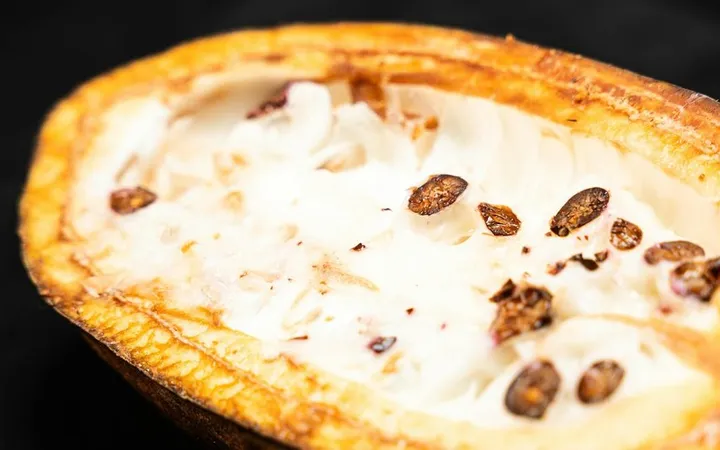 Cacao vs Cocoa: What's the Real Difference?