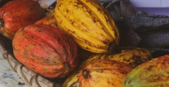 CCN-51 Cacao: The Most Controversial Variety on Earth