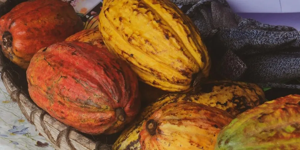 CCN-51 Cacao: The Most Controversial Variety on Earth