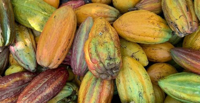 Cocoa Price Crisis: Why Chocolate Got So Expensive