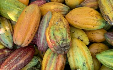 Cocoa Price Crisis Explained: Why Chocolate Costs More in 2026