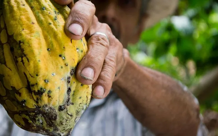 How to Build a DIY Chocolate Winnower
