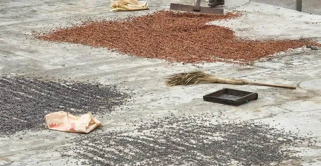 Dominican Republic Cacao: The Disease-Free Origin
