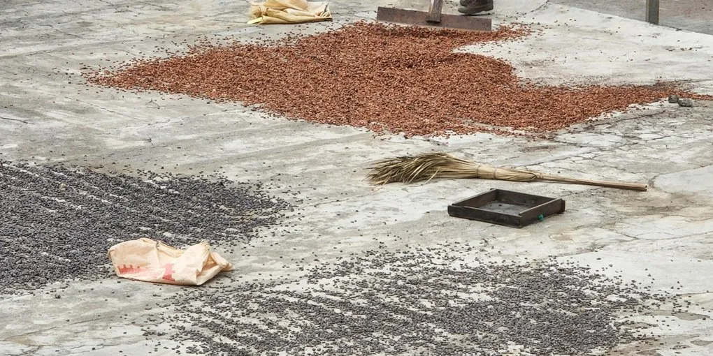 Dominican Republic Cacao: The Disease-Free Origin