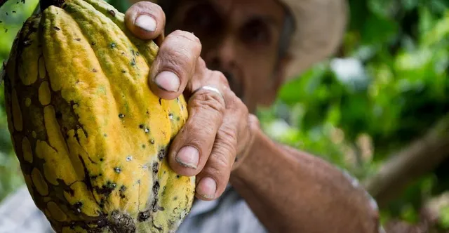 Fair Trade vs Direct Trade Chocolate: What Helps Farmers