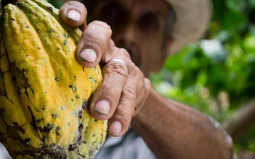 Fair Trade vs Direct Trade Chocolate: What Helps Farmers