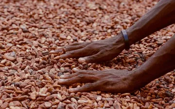 Ghana & Ivory Coast Cacao: West Africa's 60% of World Production