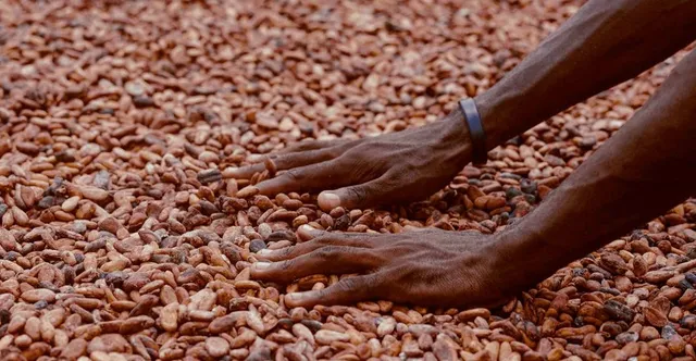 Ghana & Ivory Coast Cacao: West Africa's 60% of World Production