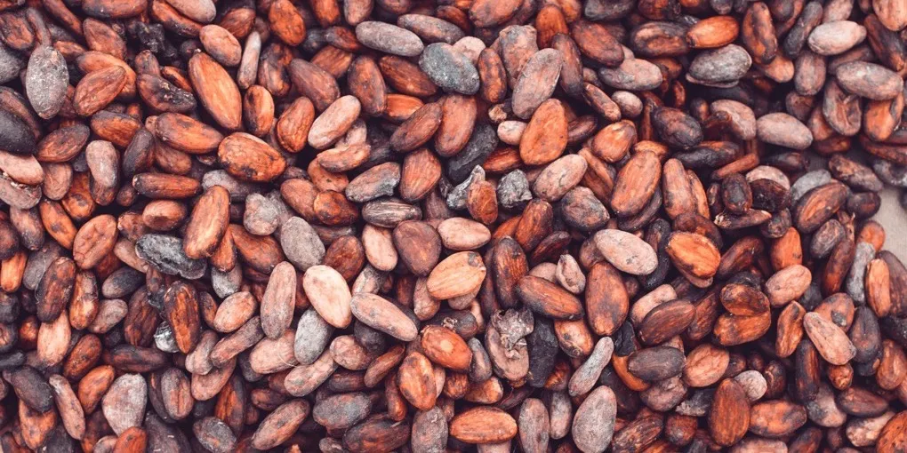 How Is Cocoa Butter Made? From Cocoa Bean to Pressed Fat