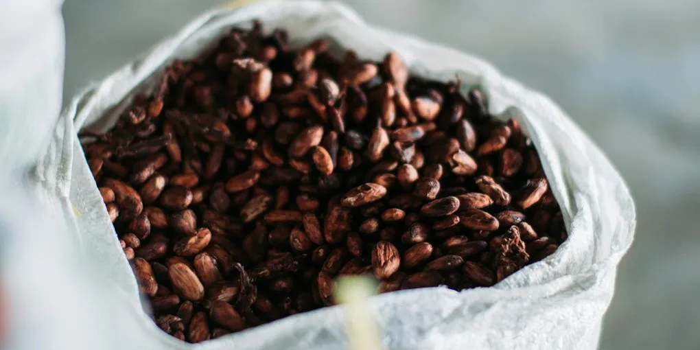 How to Crack and Winnow Cacao Beans