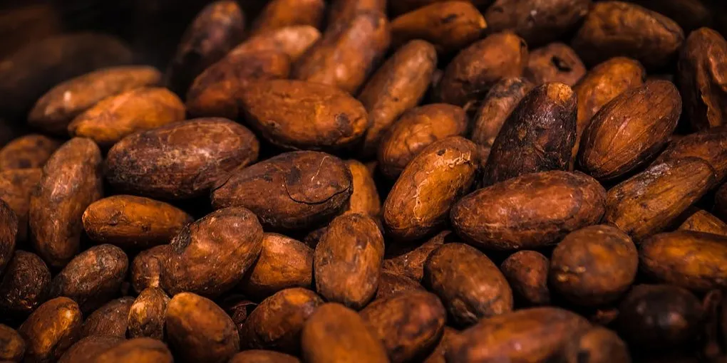 Lab-Grown Chocolate: Cell-Cultured Cacao and the Future of Cocoa
