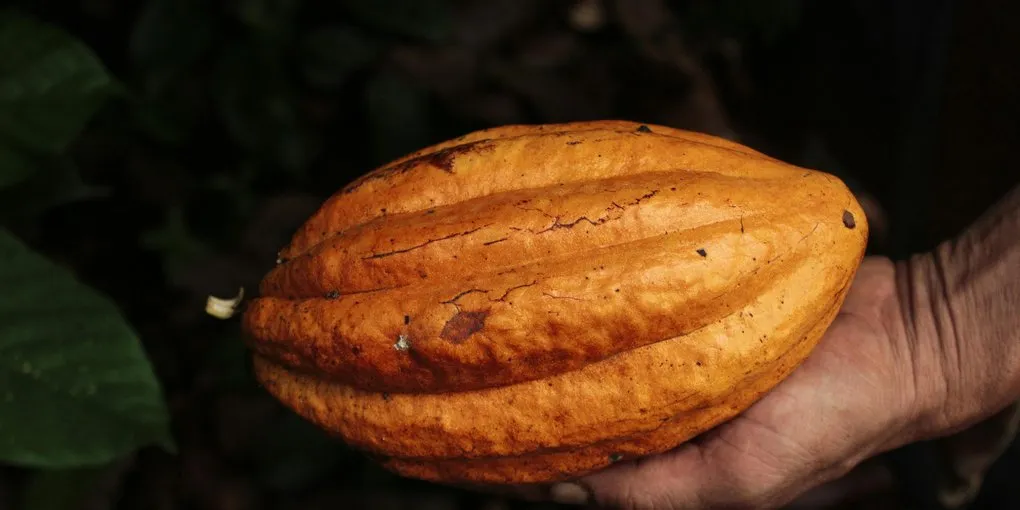 Maya & Aztec Chocolate: Metate, Foam, and Ritual