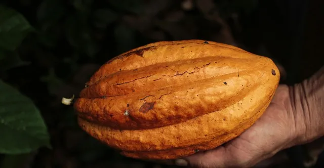 Maya & Aztec Chocolate: Metate, Foam, and Ritual
