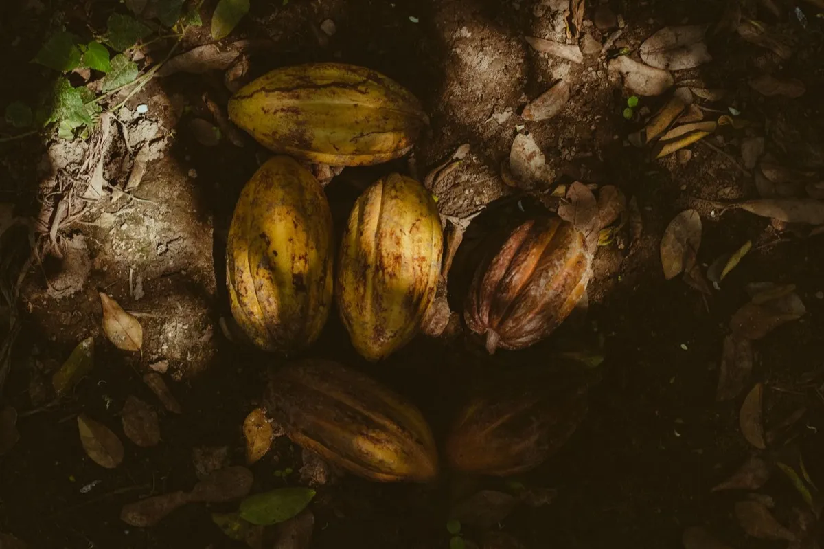 Cacao pods on a shaded forest floor
