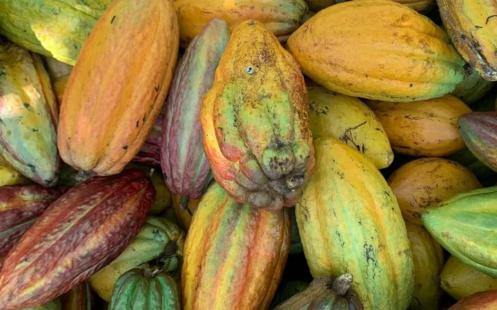 Where to Buy Cacao Beans for Chocolate Making: A Sourcing Guide