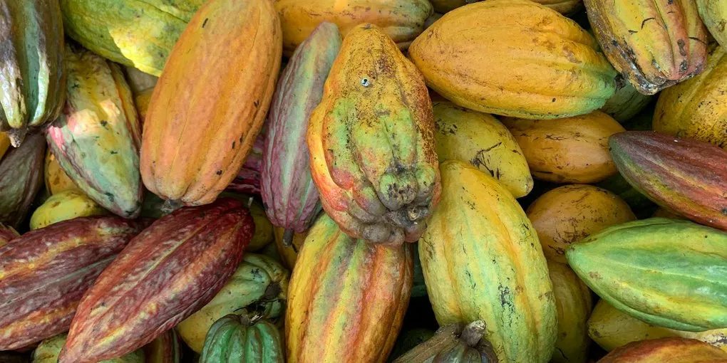 Where to Buy Cacao Beans for Chocolate Making: A Sourcing Guide