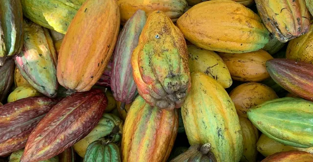 Where to Buy Cacao Beans for Chocolate Making: A Sourcing Guide